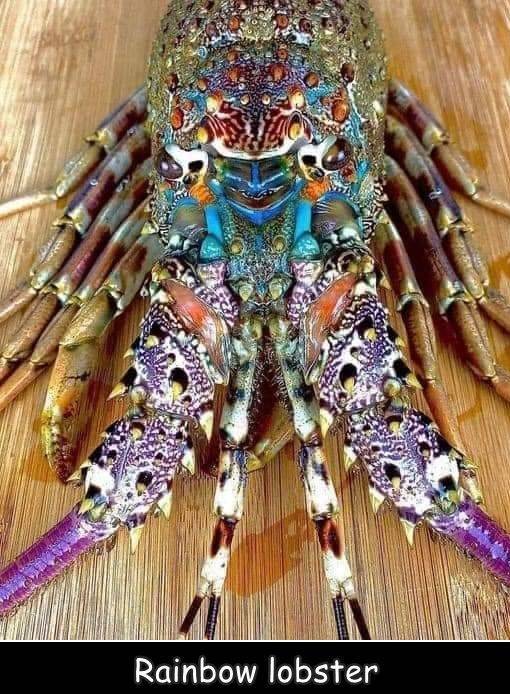 fun randoms - decapoda - Rainbow lobster
