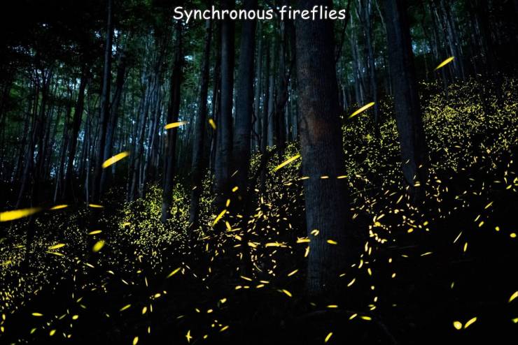 fun randoms - Great Smoky Mountains National Park - Synchronous fireflies