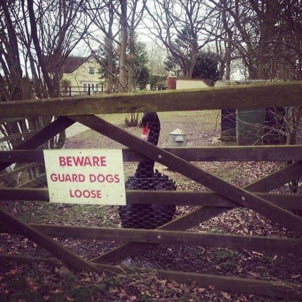 fun randoms - tree - Beware Guard Dogs Loose