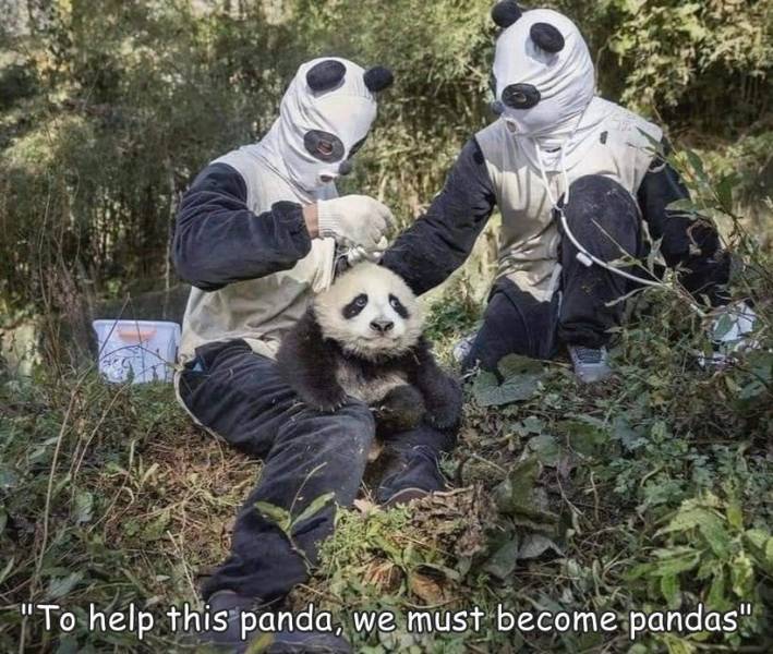 fun randoms - panda human - "To help this panda, we must become pandas"