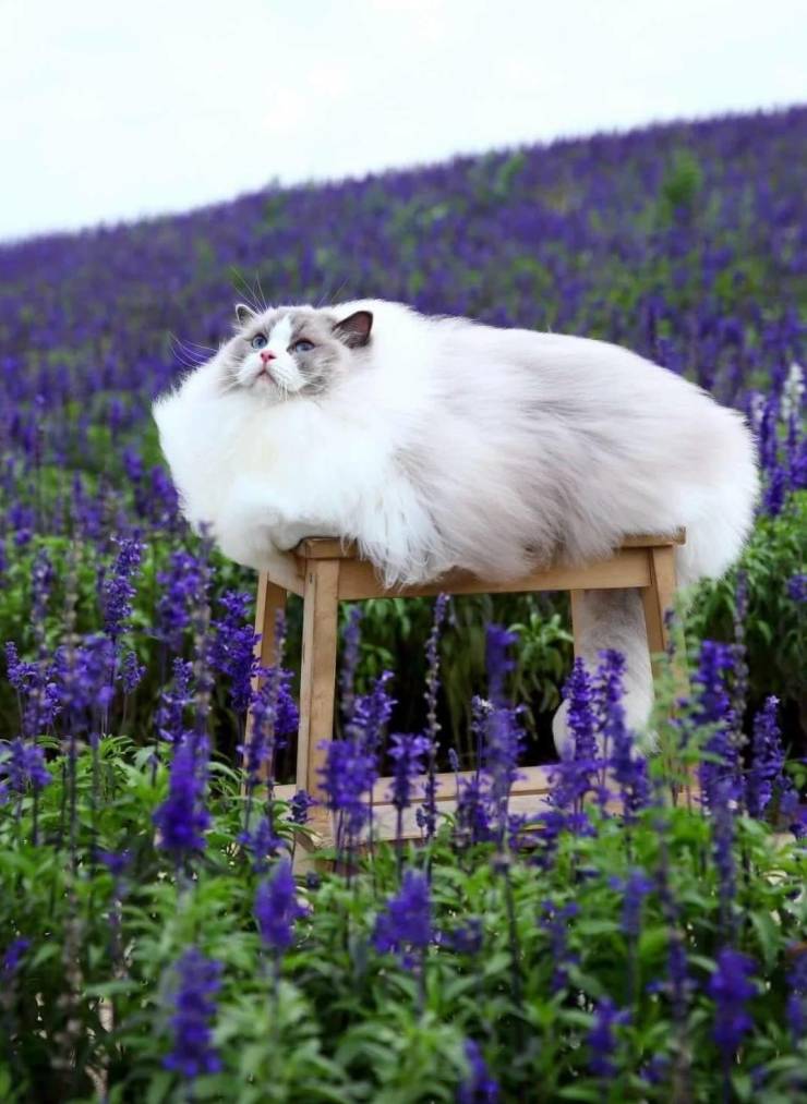 fun randoms - fluffy cat in a field of flowers - 667 En