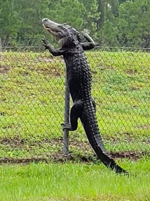 fun randoms - alligator climbing fence - 2
