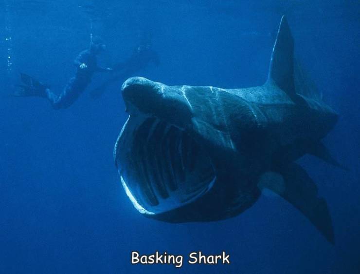 fun randoms - basking shark - Basking Shark