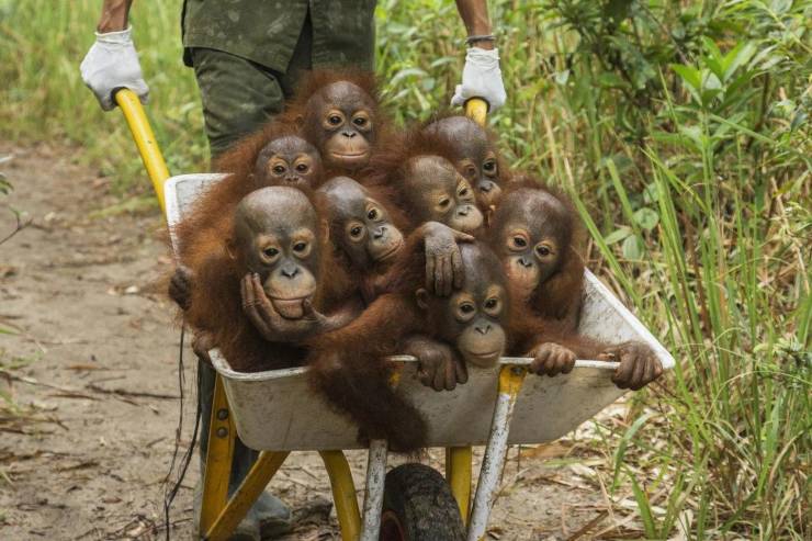 fun randoms - orangutan jungle school bus