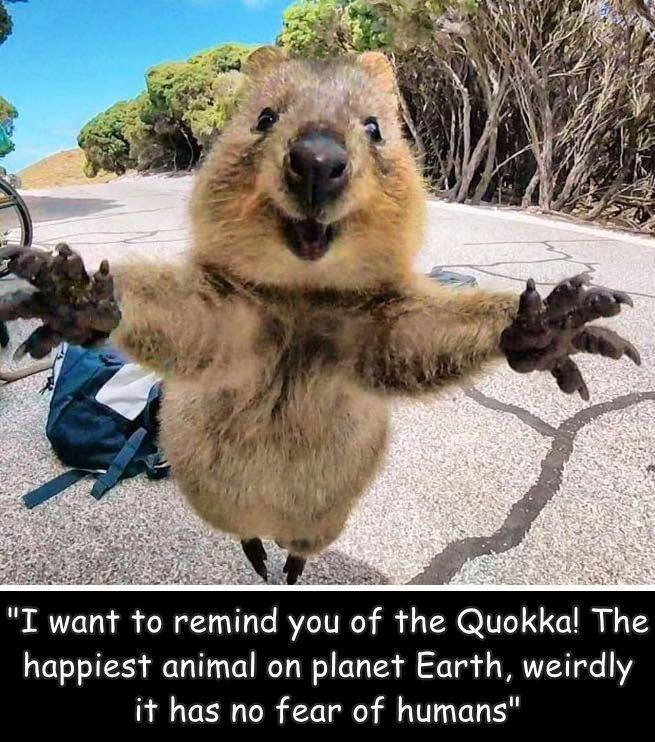 fun randoms - happy animal meme - "I want to remind you of the Quokka! The happiest animal on planet Earth, weirdly it has no fear of humans"