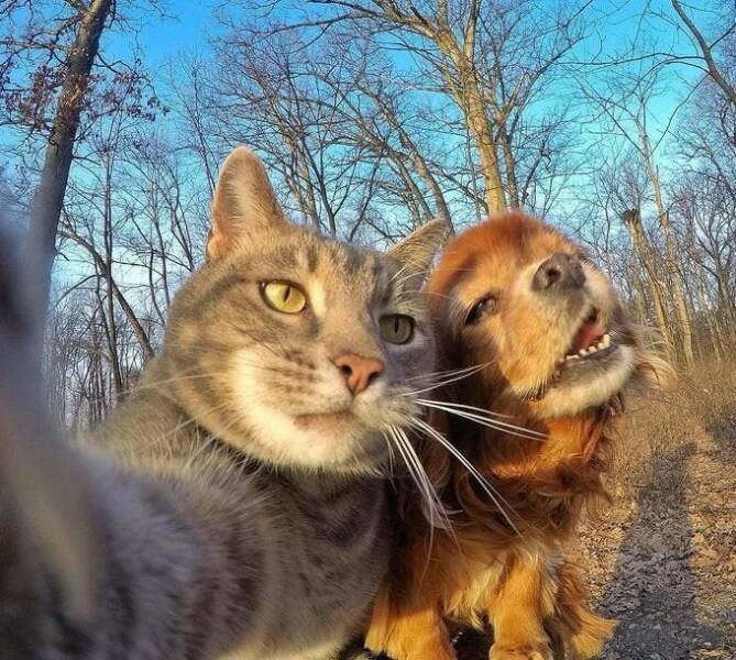 fun randoms - cat selfie