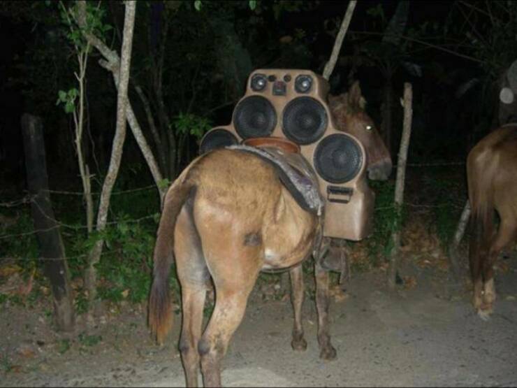 fun randoms - donkey with speakers