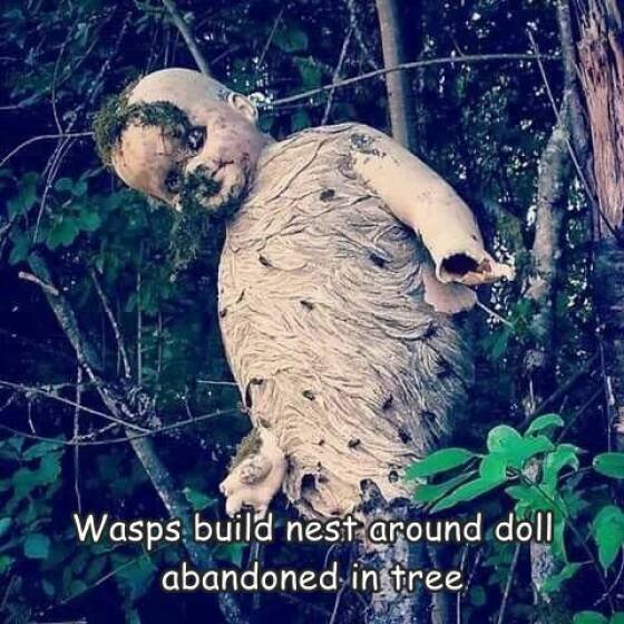 fun randoms - creepy wasp nest - Wasps build nest around doll abandoned in tree