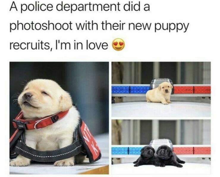 fun randoms - goodest good boy meme - A police department did a photoshoot with their new puppy recruits, I'm in love