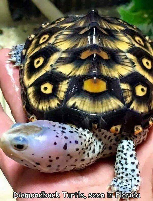 fun randoms - malaclemys terrapin - o 0 Diamondback Turtle, seen in Florida