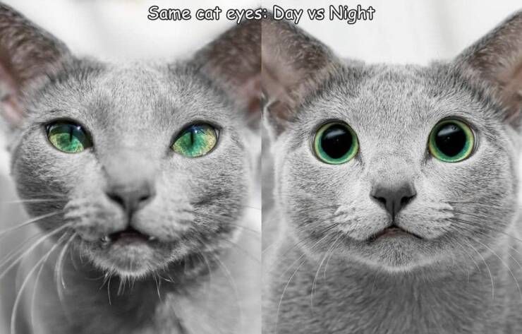 fun randoms russian blue cat green eyes - Same cat eyes Day vs Night