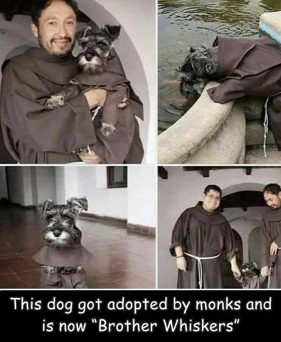 fun randoms brother whiskers monk - This dog got adopted by monks and is now