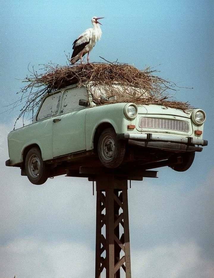 fun randoms old east german car with bird nest
