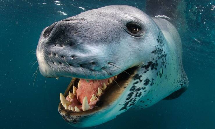 fun randoms - leopard seal