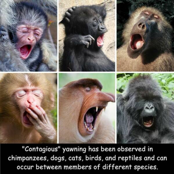 fun randoms - fauna - "Contagious" yawning has been observed in chimpanzees, dogs, cats, birds, and reptiles and can occur between members of different species.