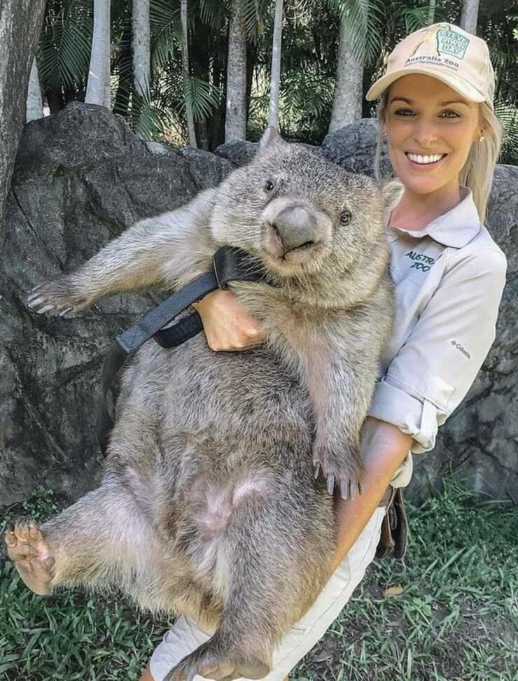 fun randoms - wombats big