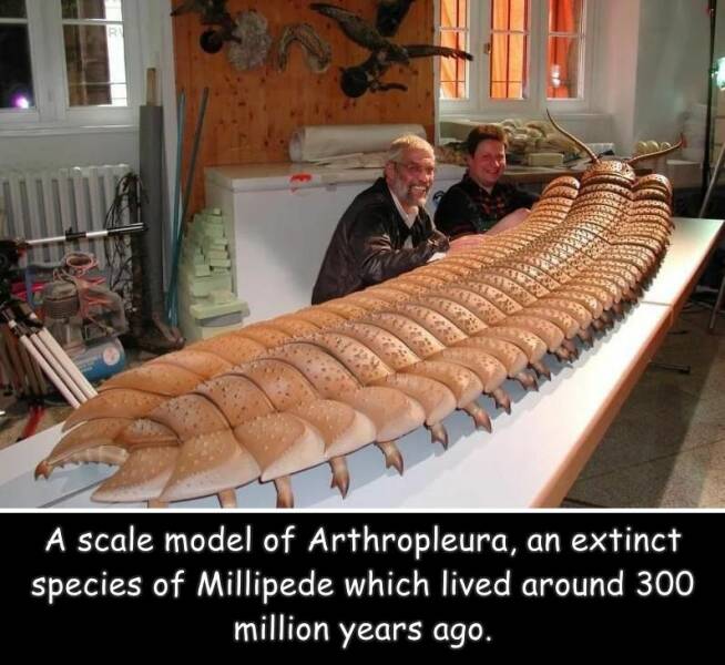 fun randoms - prehistoric centipede - A scale model of Arthropleura, an extinct , species of Millipede which lived around 300 million years ago.