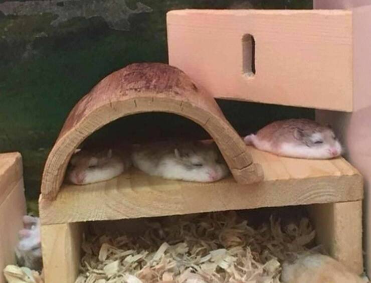 cool pics - melting hamster