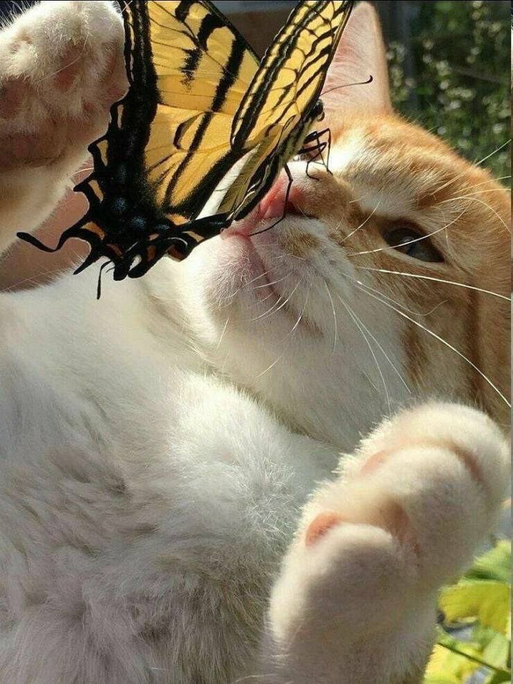 cool pics - cat butterfly meme