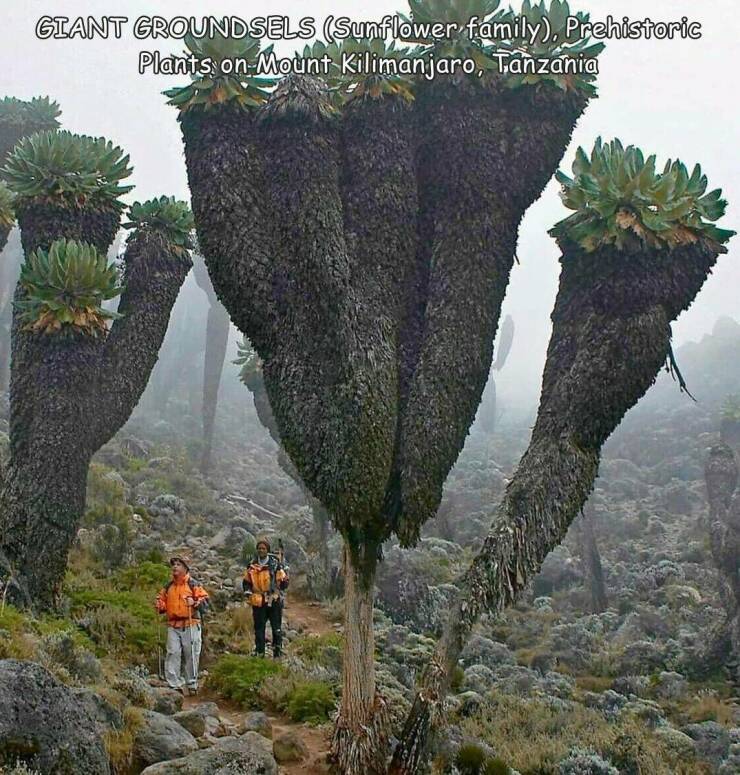 fun randoms - dendrosenecio kilimanjari - Giant Groundsels Sunflower family, Prehistoric Plants on Mount Kilimanjaro, Tanzania