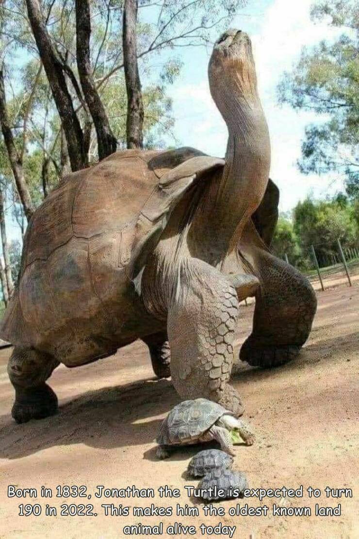 fun randoms - baby galapagos tortoise - Born in 1832, Jonathan the Turtle is expected to turn 190 in 2022. This makes him the oldest known land animal alive today