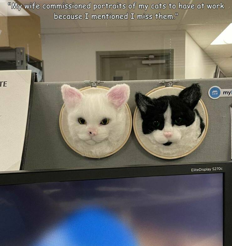 fun randoms - funny photos - whiskers - "My wife commissioned portraits of my cats to have at work because I mentioned I miss them." Te my EliteDisplay 5270C