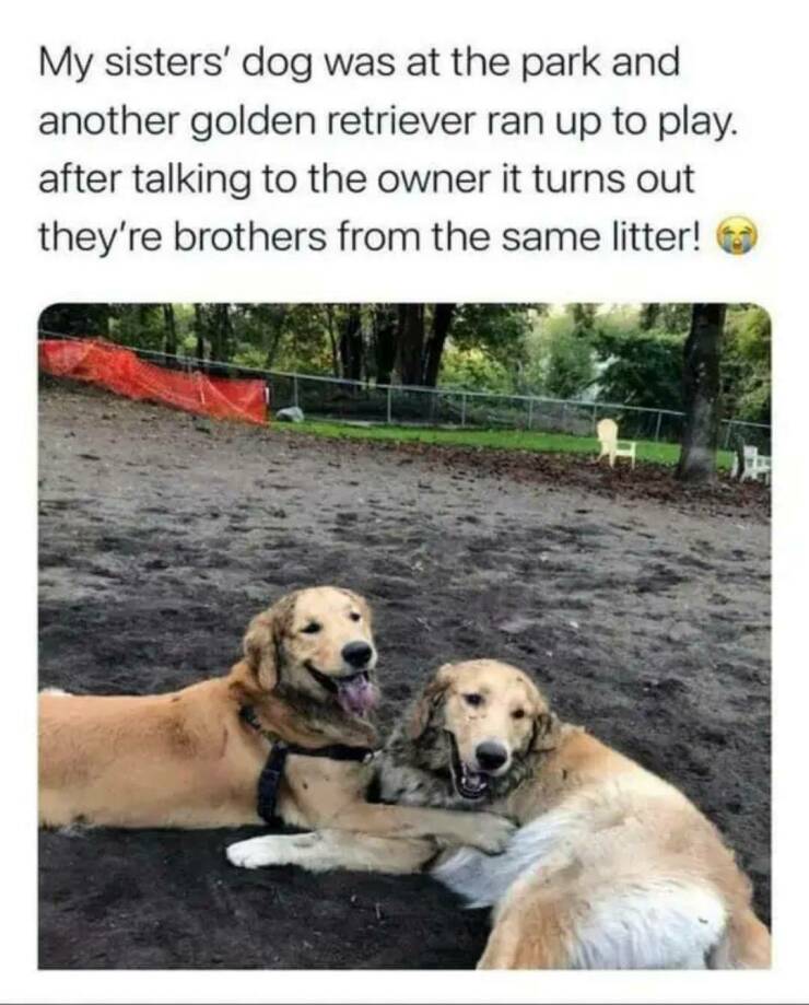 fun randoms - funny photos - dogs wholesome memes - My sisters' dog was at the park and another golden retriever ran up to play. after talking to the owner it turns out they're brothers from the same litter!