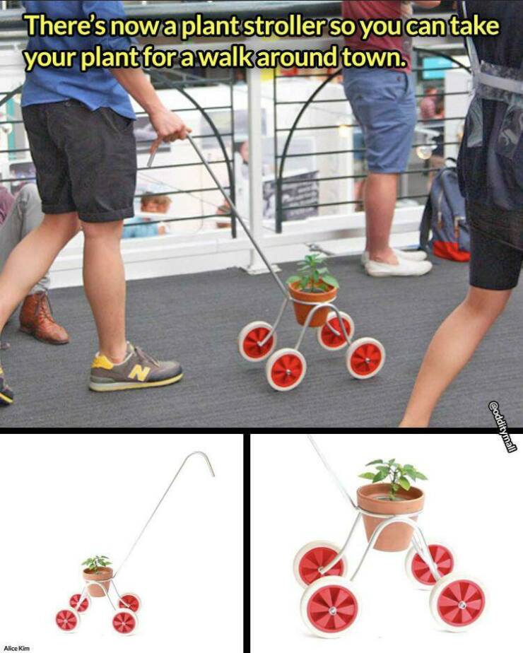 fun randoms - funny photos - Plant - There's nowa plant stroller so you can take your plant for a walk around town. N Alice Kim