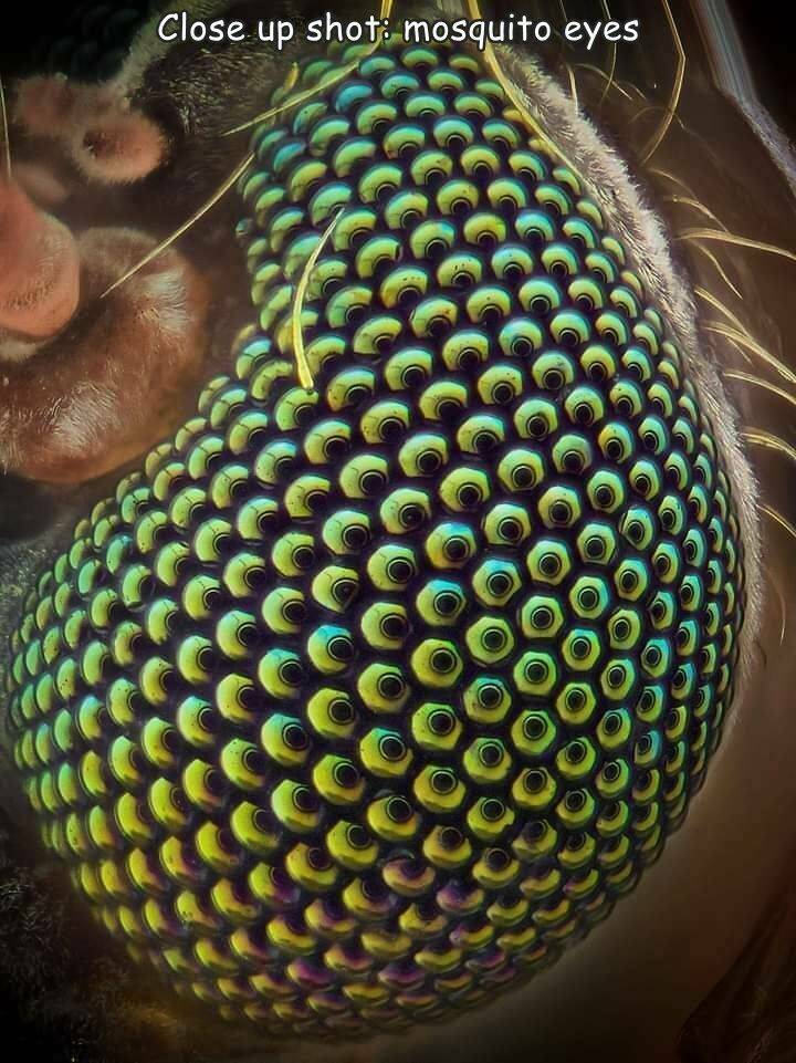 fun randoms - funny photos - torus yantra art - Close up shot mosquito eyes