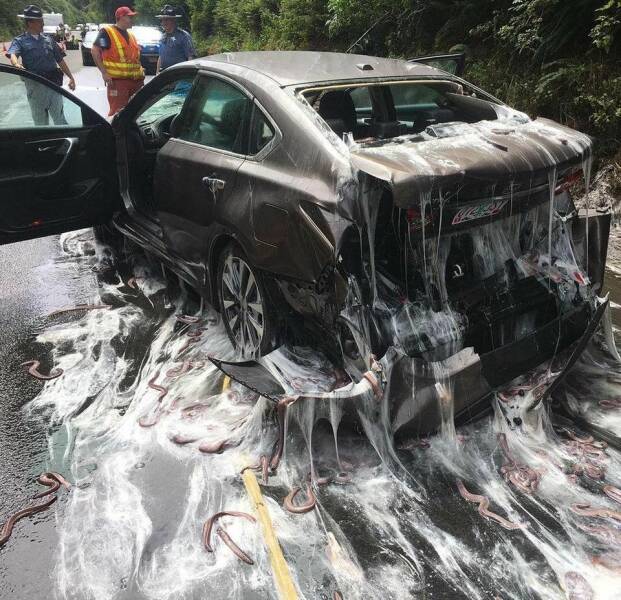 fun randoms - funny photos - slime eel crash
