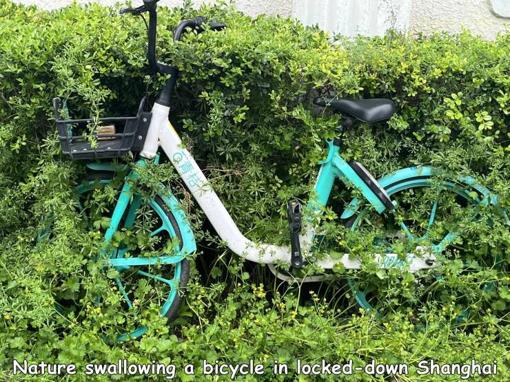 fun randoms - funny photos - road bicycle - Nature swallowing a bicycle in lockeddown Shanghai