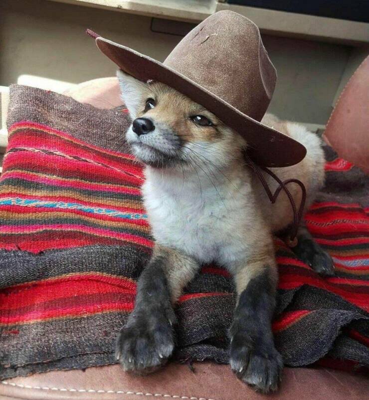 fun randoms - funny photos - you gonna scroll by without saying howdy