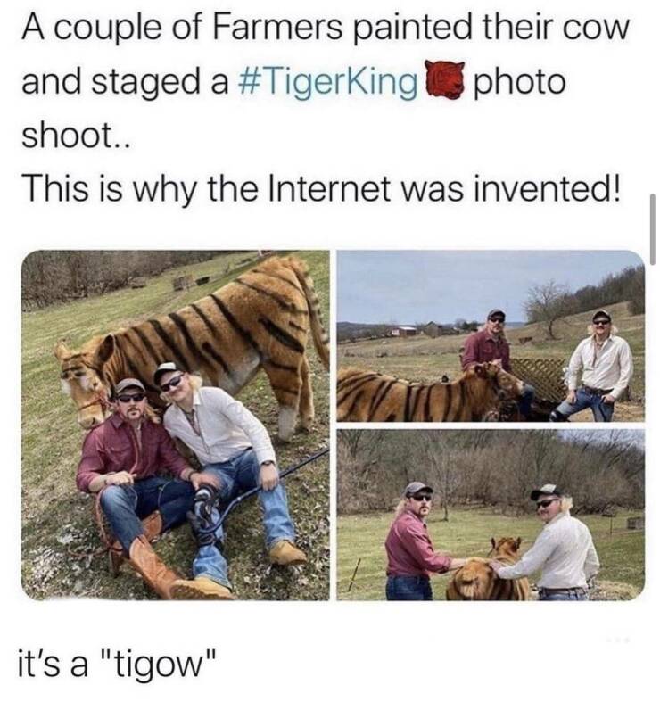 fun randoms - funny photos - cow tiger meme - A couple of Farmers painted their cow and staged a photo shoot.. This is why the Internet was invented! it's a "tigow"