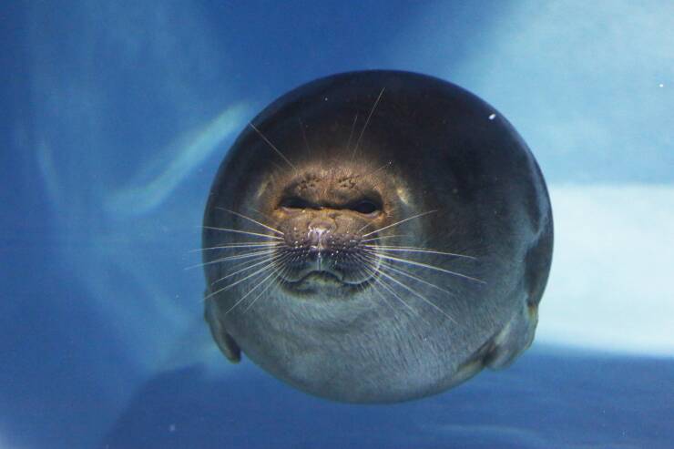 fun randoms - funny photos - harbor seal