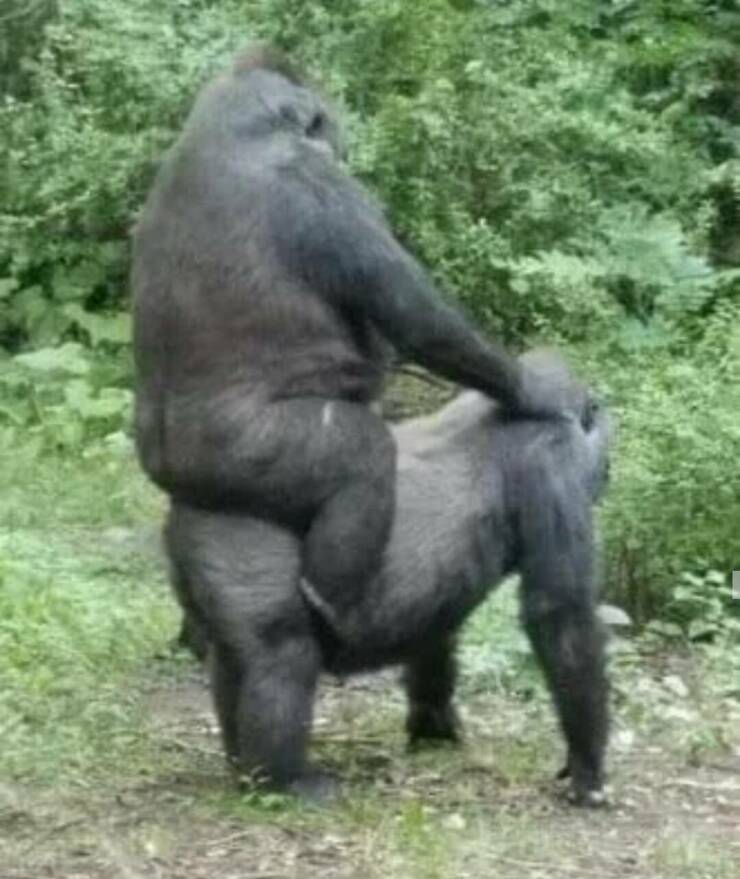 fun randoms - funny photos - gorilla riding gorilla