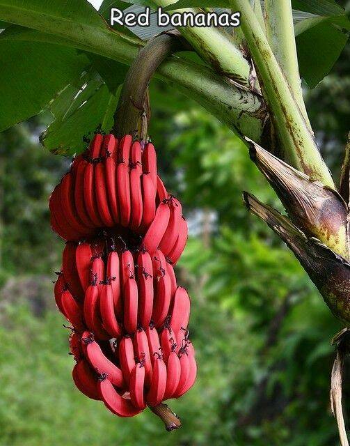 fun randoms - funny photos - banane red - Red bananas