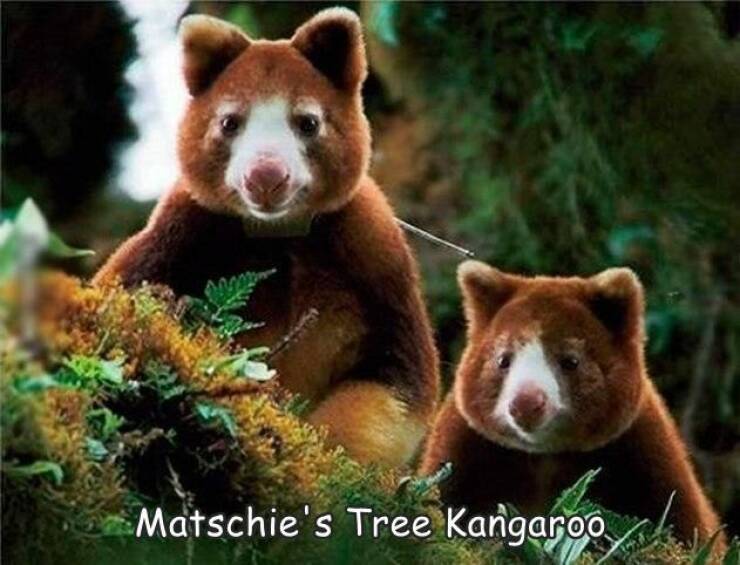cool random pics - matschie's tree kangaroo
