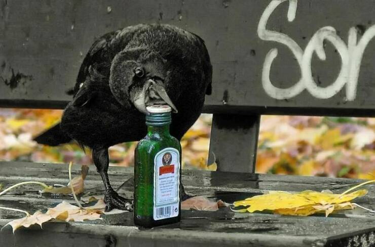 fun randoms - crow drinking alcohol - sor .