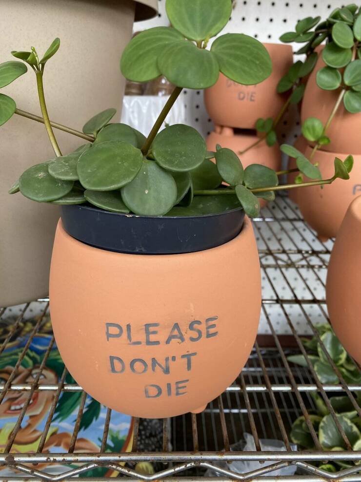 fun randoms - flowerpot - Please Don'T Die Die