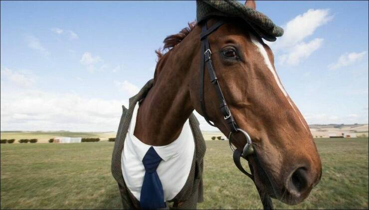 random pics - horse in flat cap