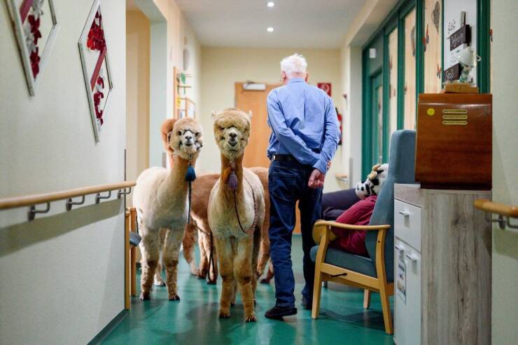 random pics - llamas as therapy animals -