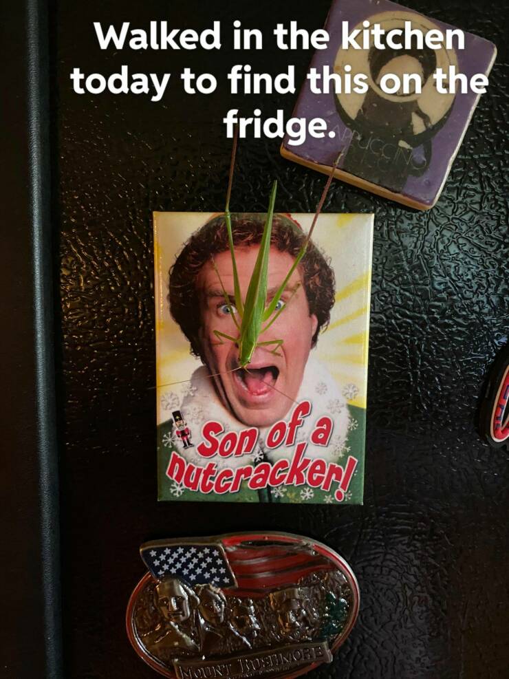 cool random pics - microsoft office specialist - Walked in the kitchen today to find this on the fridge. Son of a Dutcracker! Mount Rushmore Tras www