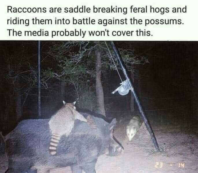fun randoms - funny photos - raccoons riding feral hogs - Raccoons are saddle breaking feral hogs and riding them into battle against the possums. The media probably won't cover this. 23 14