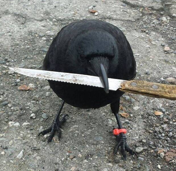fun randoms - funny photos - crow knife meme