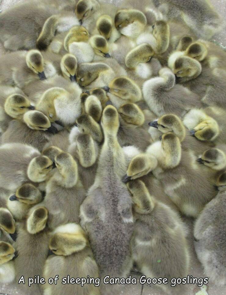 fun randoms - funny photos - A pile of sleeping Canada Goose goslings