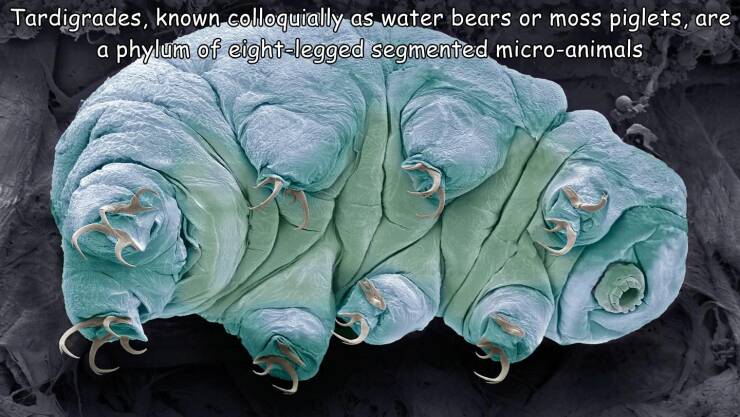awesome random pics - water bear - Tardigrades, known colloquially as water bears or moss piglets, are phylum of eightlegged segmented microanimals