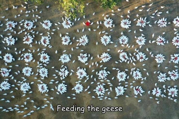 awesome random pics  - # Feeding the geese
