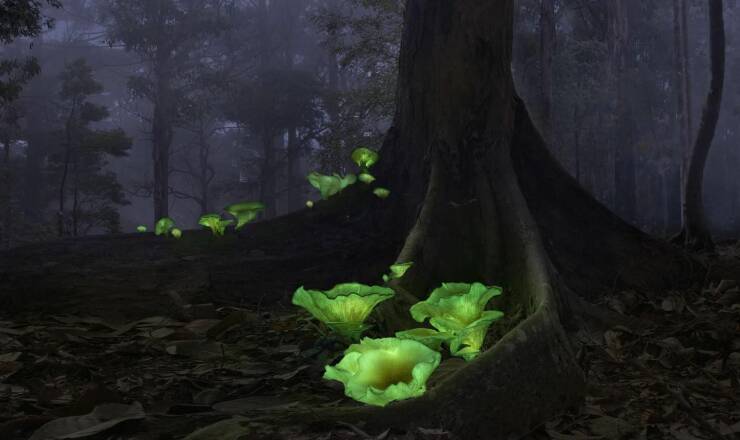daily dose of randoms -  real bioluminescence forest