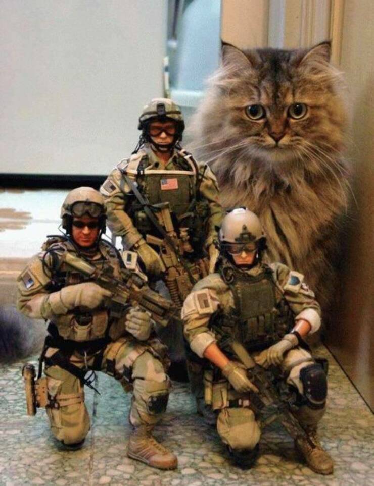 daily dose of randoms -  army cat