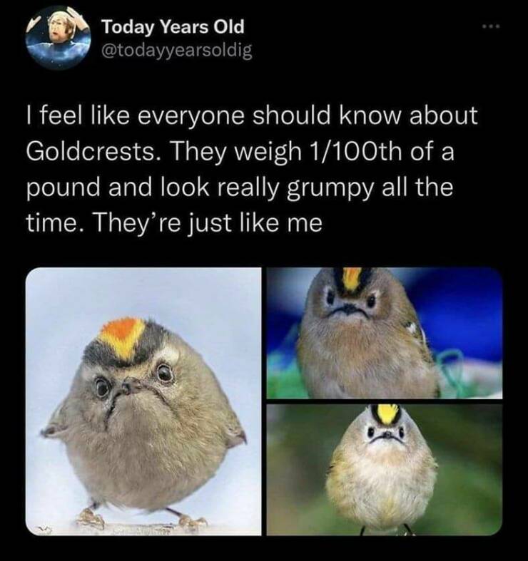 daily dose of randoms -  fauna - Today Years Old I feel everyone should know about Goldcrests. They weigh 1100th of a pound and look really grumpy all the time. They're just me D